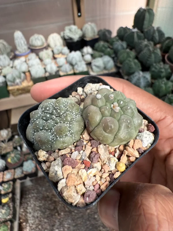 Astrophytum asterias cv. Kikko Bundle - Image 3