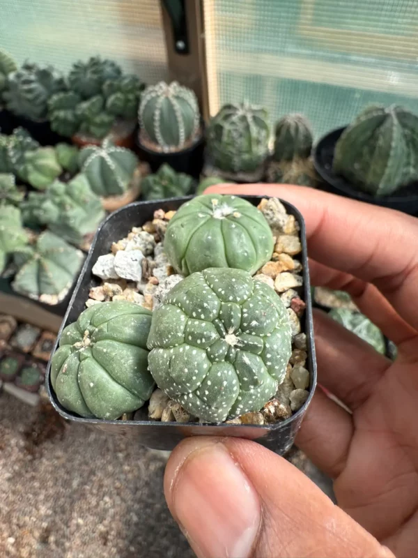 Astrophytum asterias Bundle