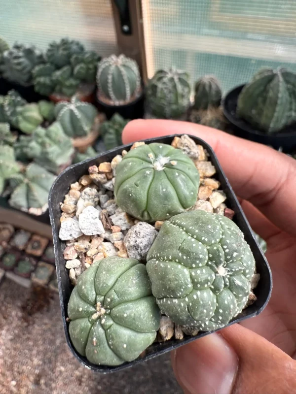 Astrophytum asterias Bundle - Image 3