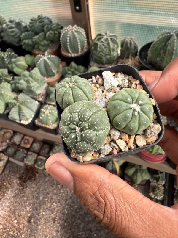 Astrophytum asterias Bundle - Image 2