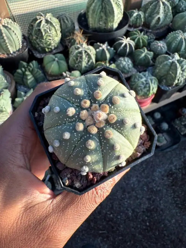 Astrophytum asterias