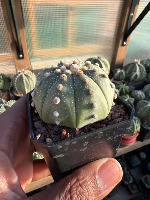 Astrophytum asterias - Image 2