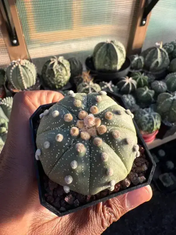 Astrophytum asterias - Image 3