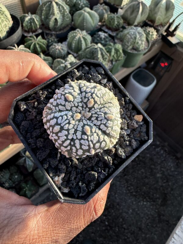 Astrophytum asterias cv. Superkabuto 5 rib