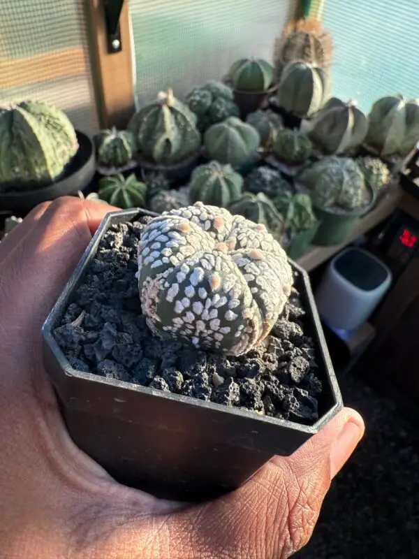 Astrophytum asterias cv. Superkabuto 5 rib - Image 2