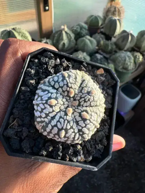 Astrophytum asterias cv. Superkabuto 5 rib - Image 3