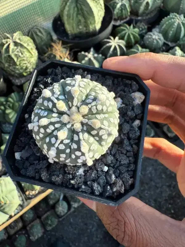 Astrophytum asterias cv. Superkabuto