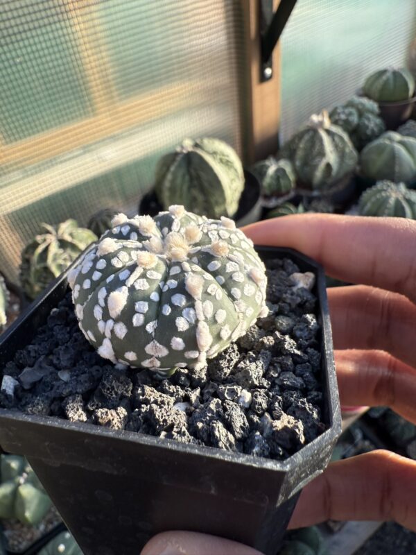 Astrophytum asterias cv. Superkabuto - Image 2