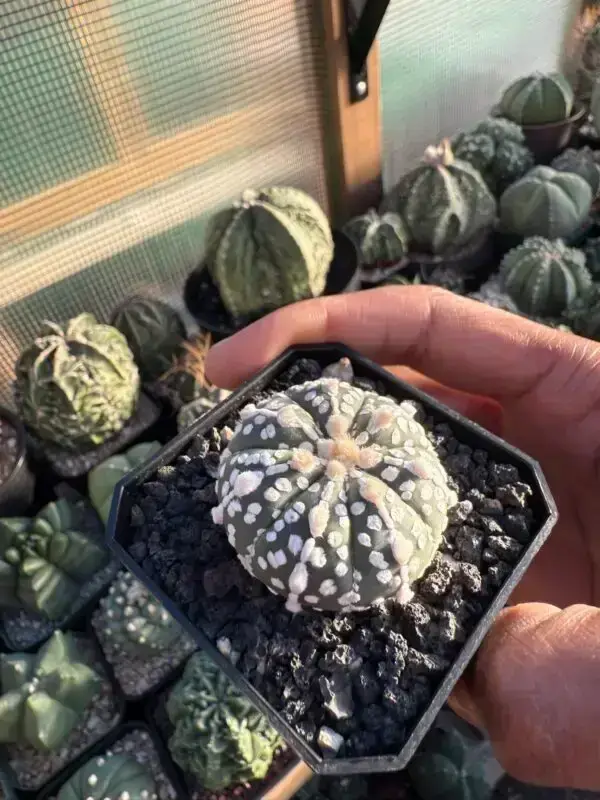 Astrophytum asterias cv. Superkabuto - Image 3