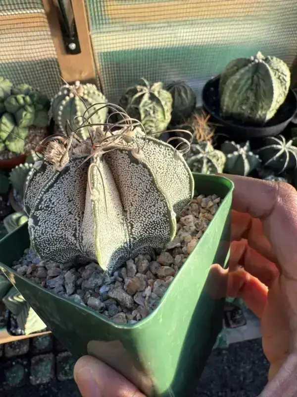 Astrophytum capricorne - Image 2