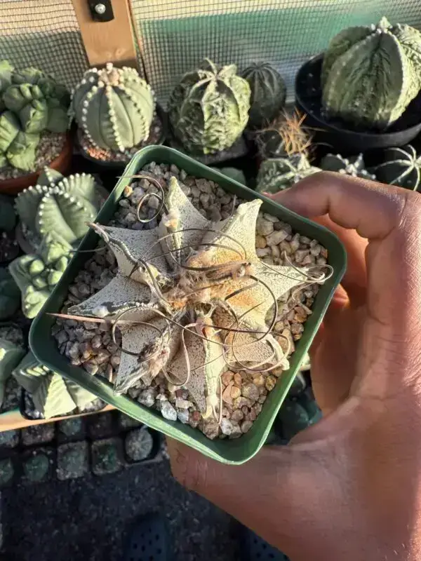 Astrophytum capricorne