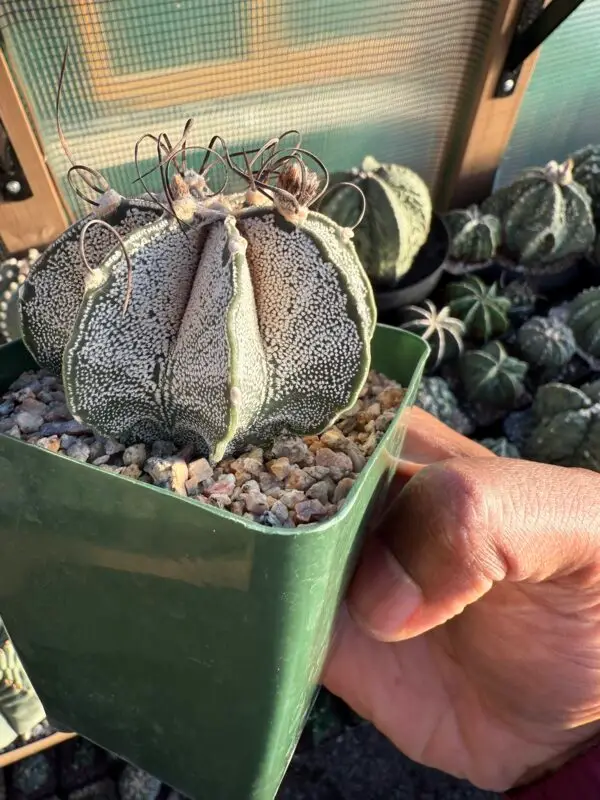 Astrophytum capricorne - Image 4