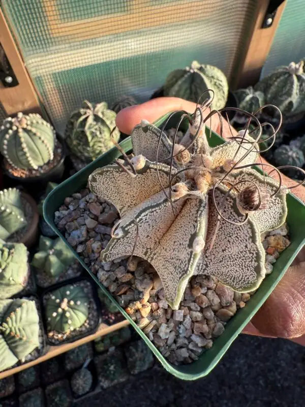 Astrophytum capricorne - Image 3