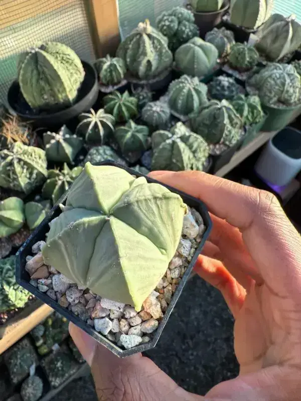 Astrophytum myriostigma f. quadricostatum