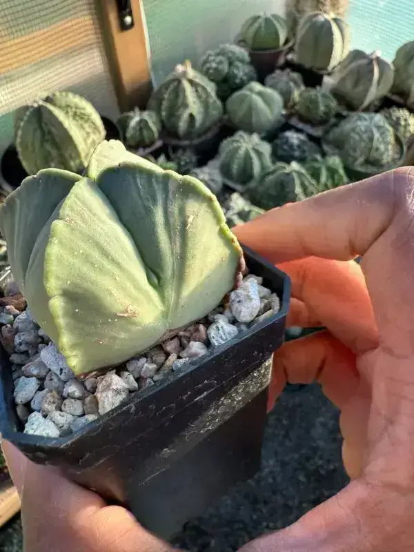 Astrophytum myriostigma f. quadricostatum - Image 2