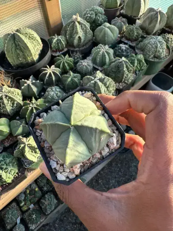 Astrophytum myriostigma f. quadricostatum - Image 3