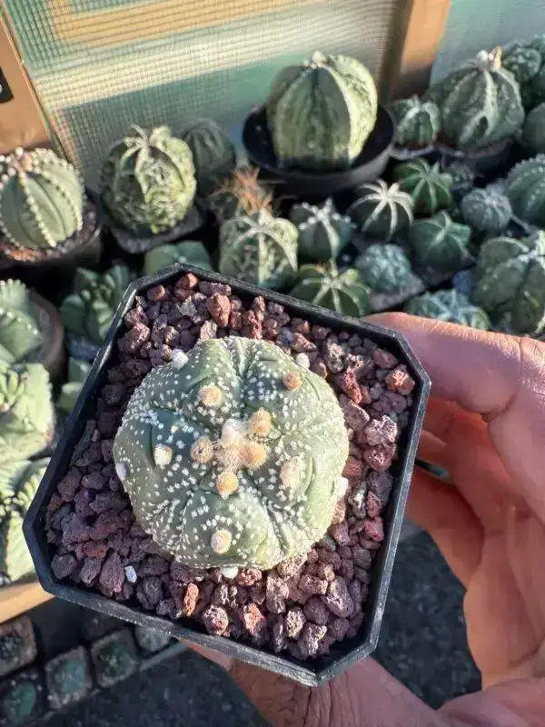 Astrophytum asterias cv. Fukuryu 5 rib