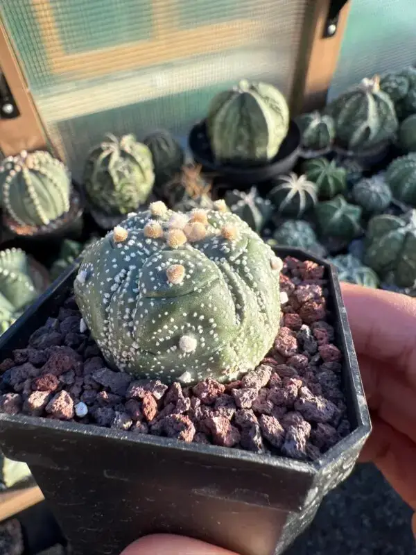 Astrophytum asterias cv. Fukuryu 5 rib - Image 3