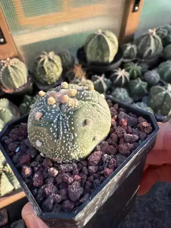 Astrophytum asterias cv. Fukuryu 5 rib - Image 2