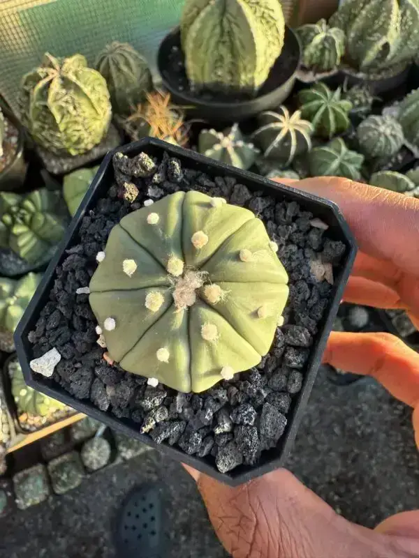 Astrophytum asterias nudum - Image 2