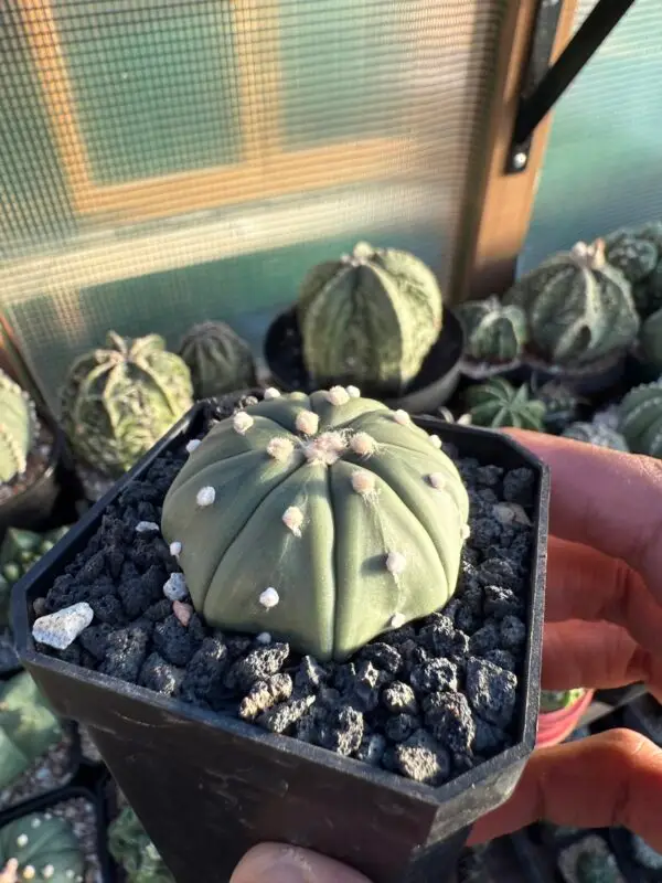 Astrophytum asterias nudum - Image 3