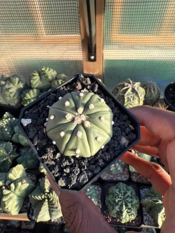 Astrophytum asterias nudum