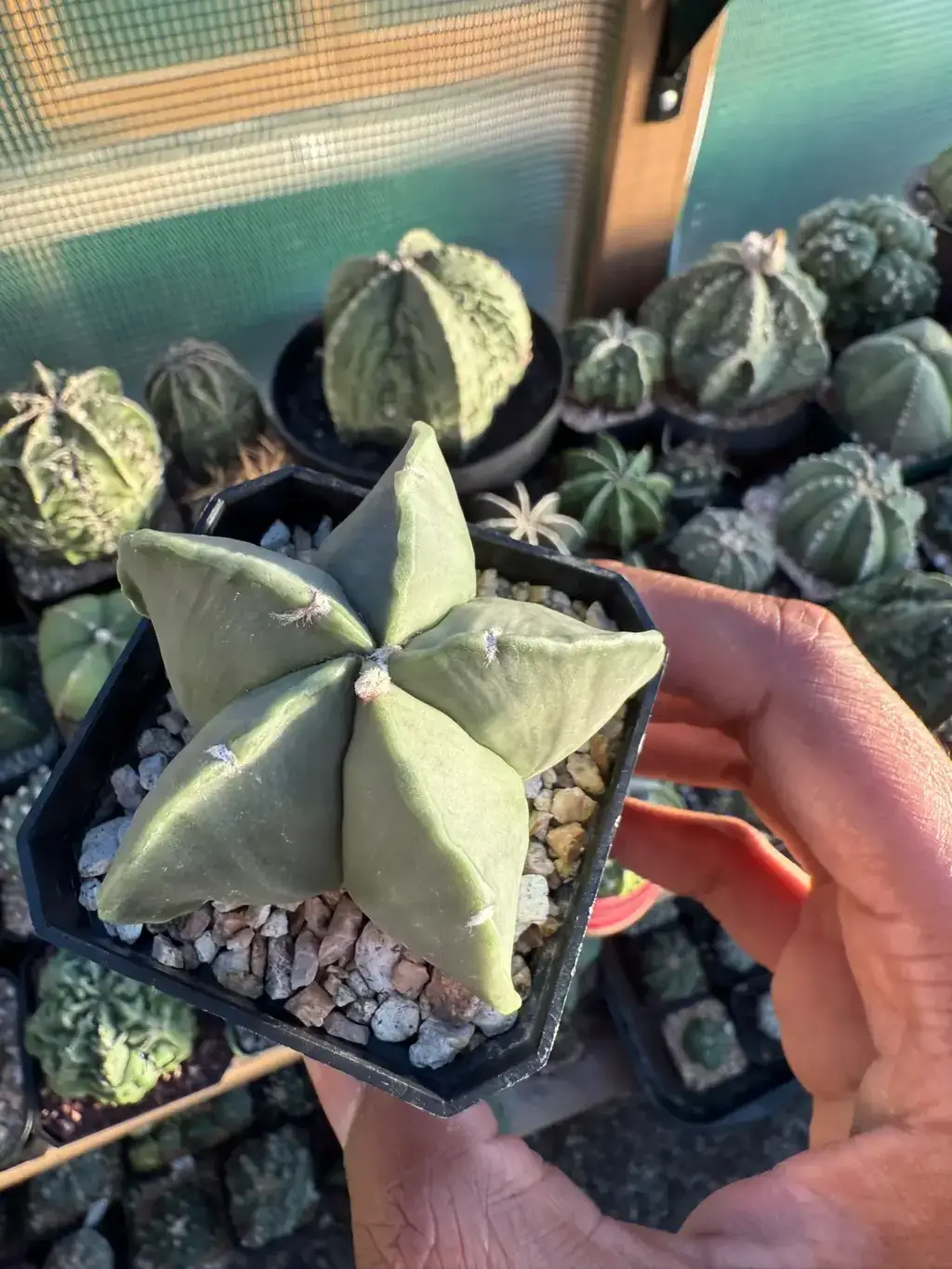 Astrophytum myriostigma nudum - Image 3
