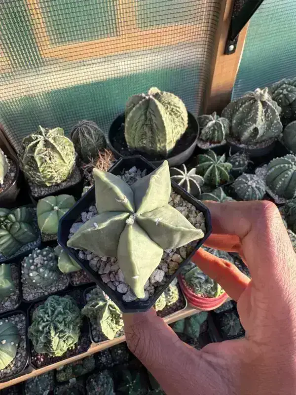 Astrophytum myriostigma nudum