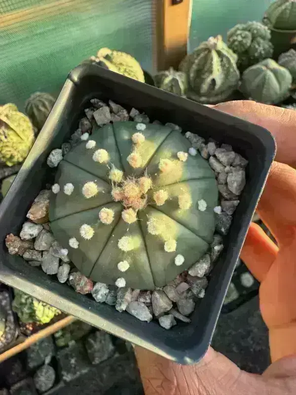 Astrophytum asterias nudum