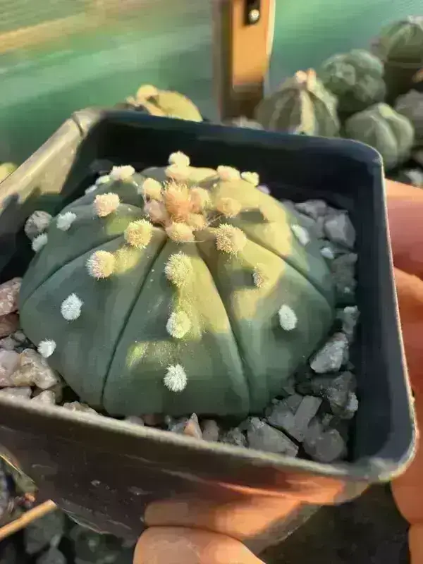 Astrophytum asterias nudum - Image 2