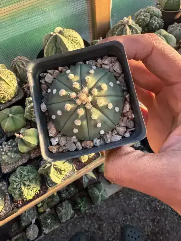 Astrophytum asterias nudum - Image 3