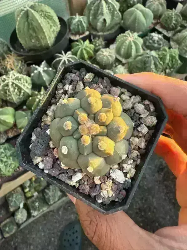 Astrophytum asterias cv. Kikko