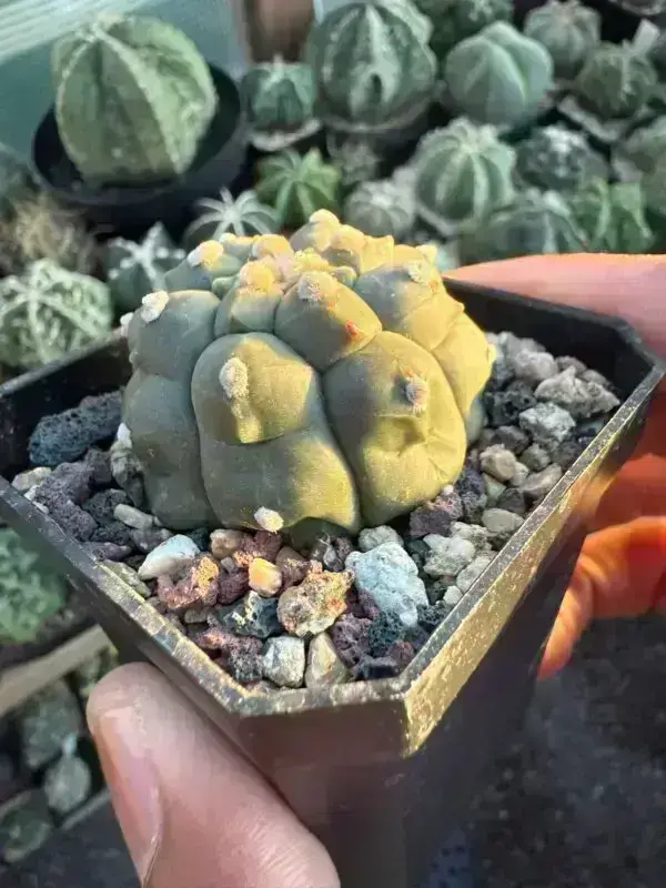 Astrophytum asterias cv. Kikko - Image 3