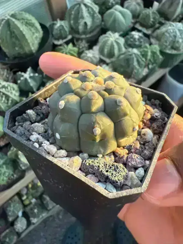 Astrophytum asterias cv. Kikko - Image 2