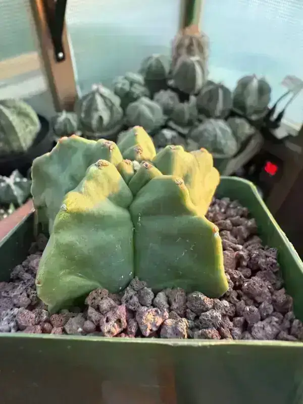 Astrophytum myriostigma cv. Kikko - Image 2