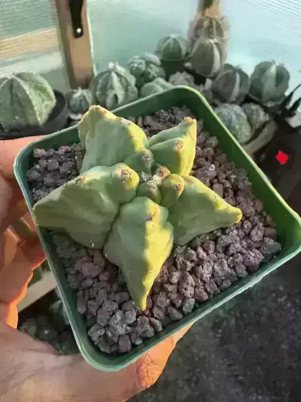 Astrophytum myriostigma cv. Kikko