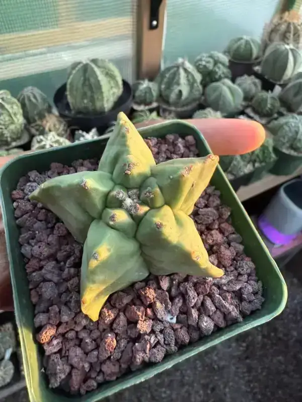 Astrophytum myriostigma cv. Kikko - Image 3