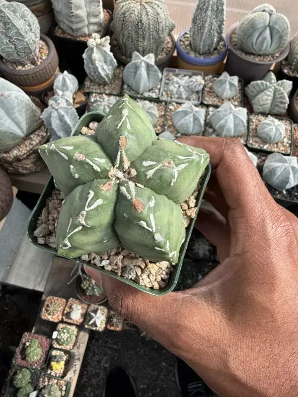 Astrophytum myriostigma cv. Hakujo