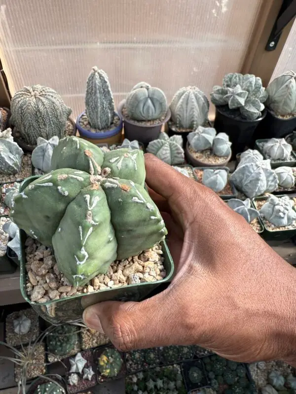 Astrophytum myriostigma cv. Hakujo - Image 2