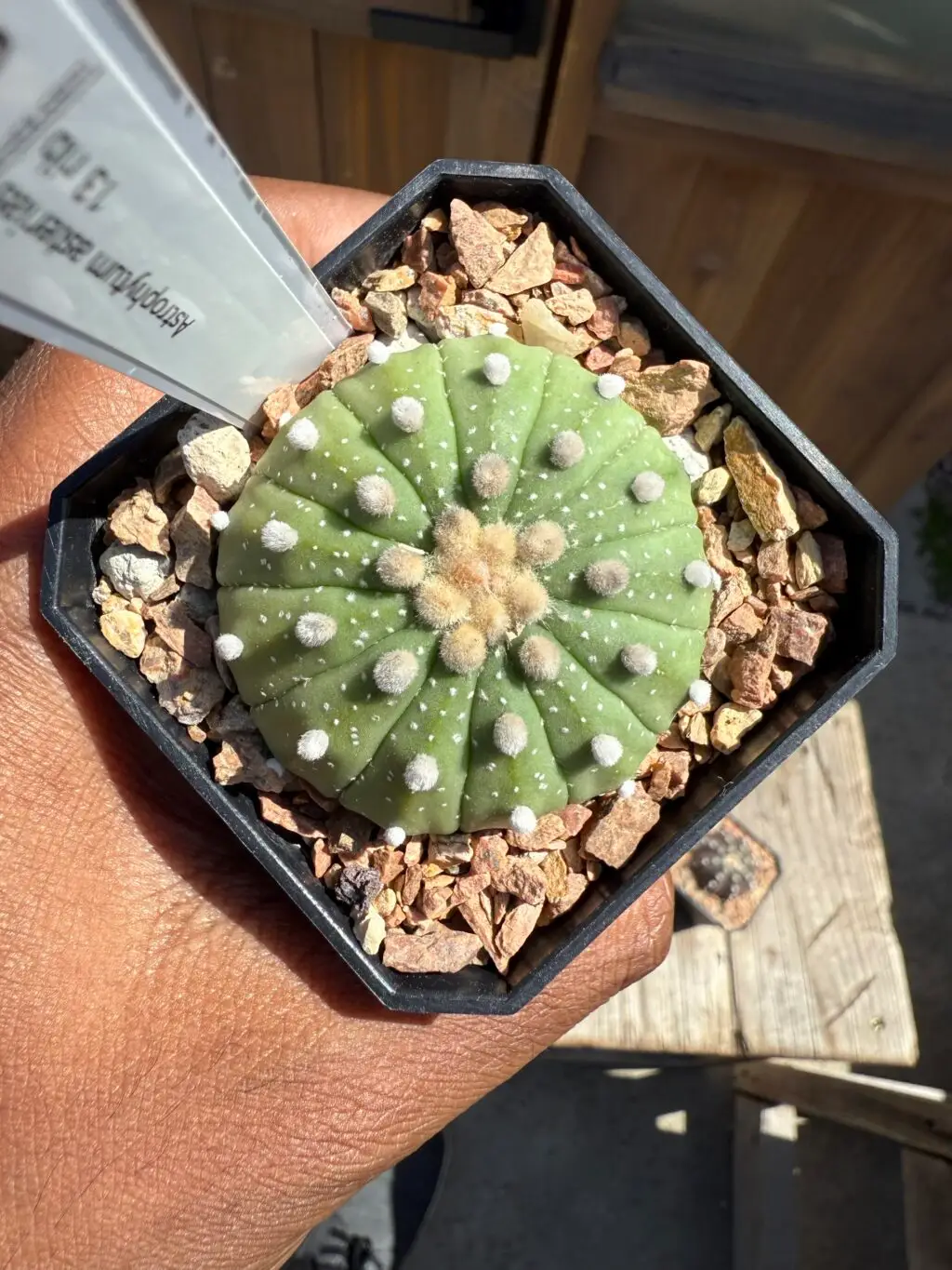 Astrophytum asterias 13 ribs