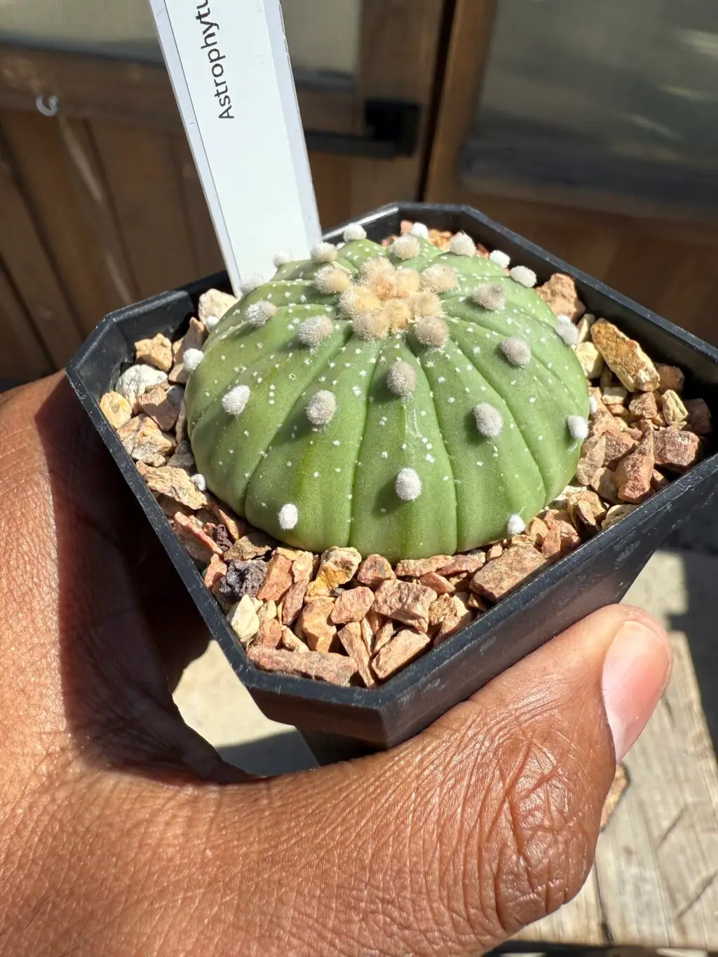 Astrophytum asterias 13 ribs - Image 2