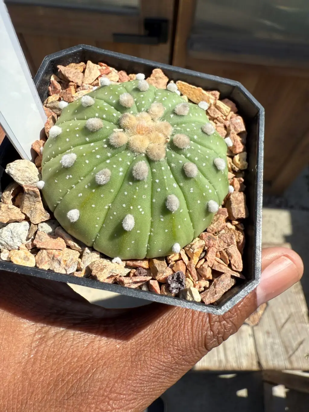 Astrophytum asterias 13 ribs - Image 3