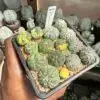 Astrophytum asterias Bundle