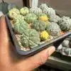 Astrophytum asterias Bundle - Image 2