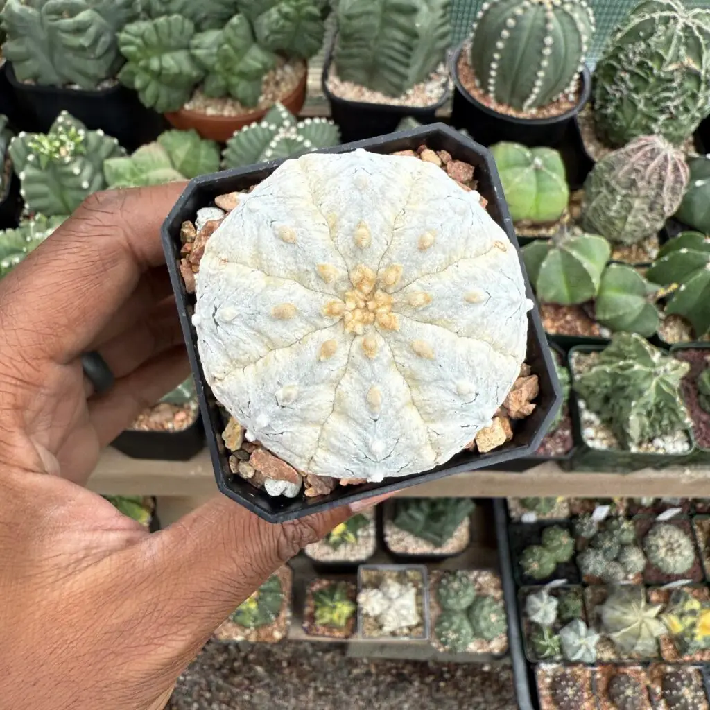 Astrophytum asterias cv. Superkabuto “Snow”