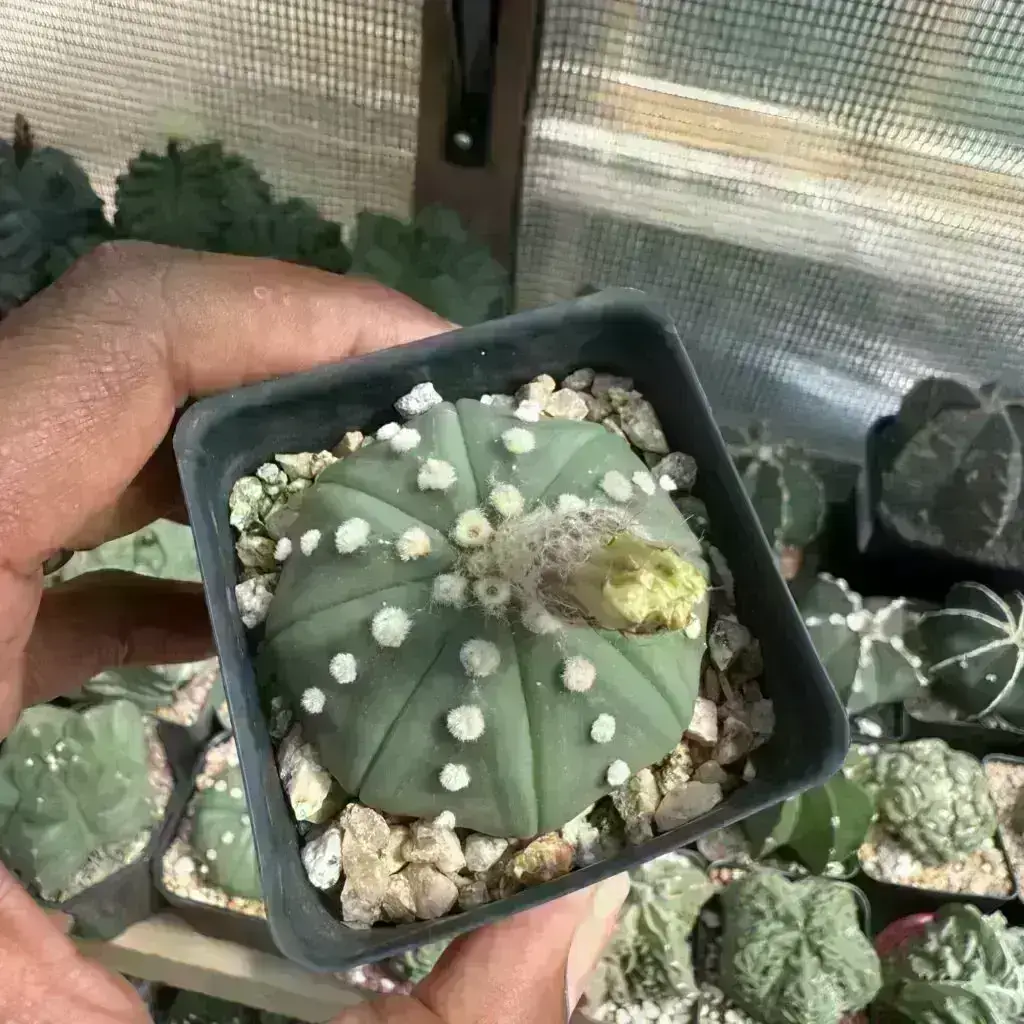 Astrophytum asterias nudum