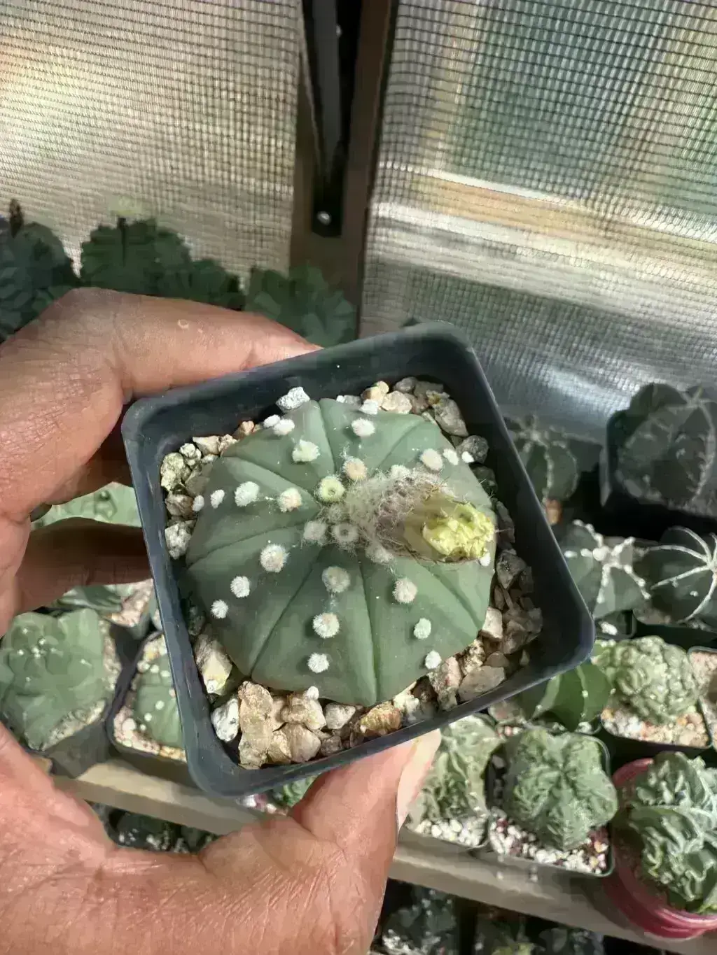Astrophytum asterias nudum