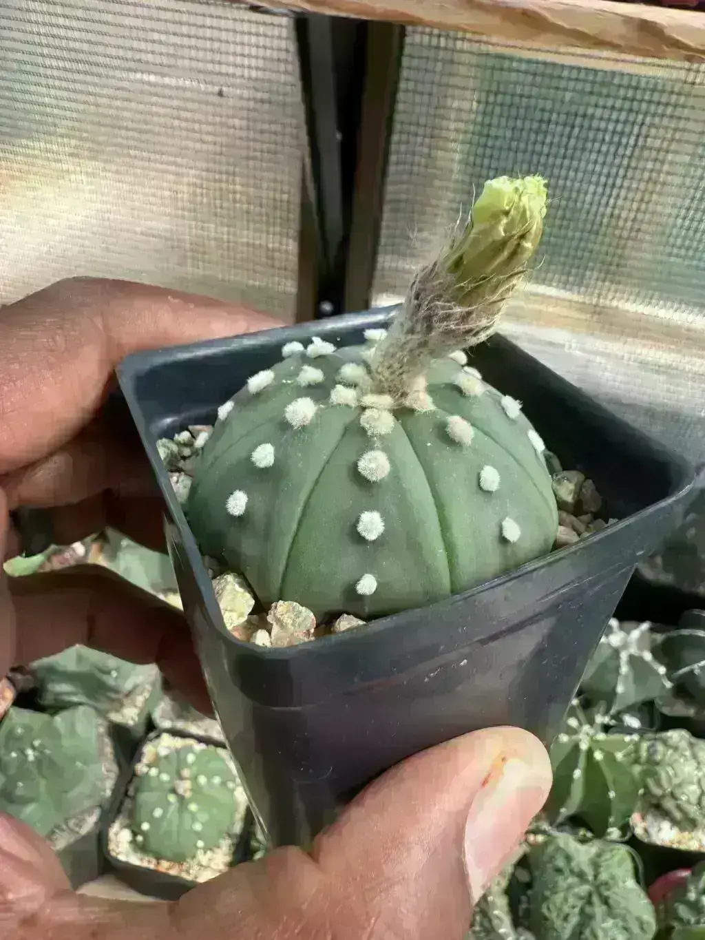 Astrophytum asterias nudum - Image 2