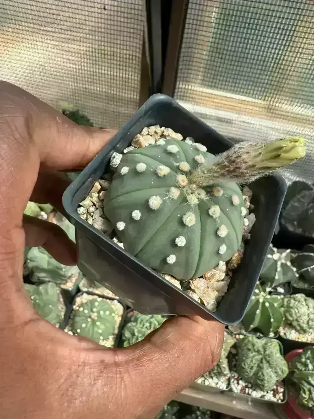 Astrophytum asterias nudum - Image 3
