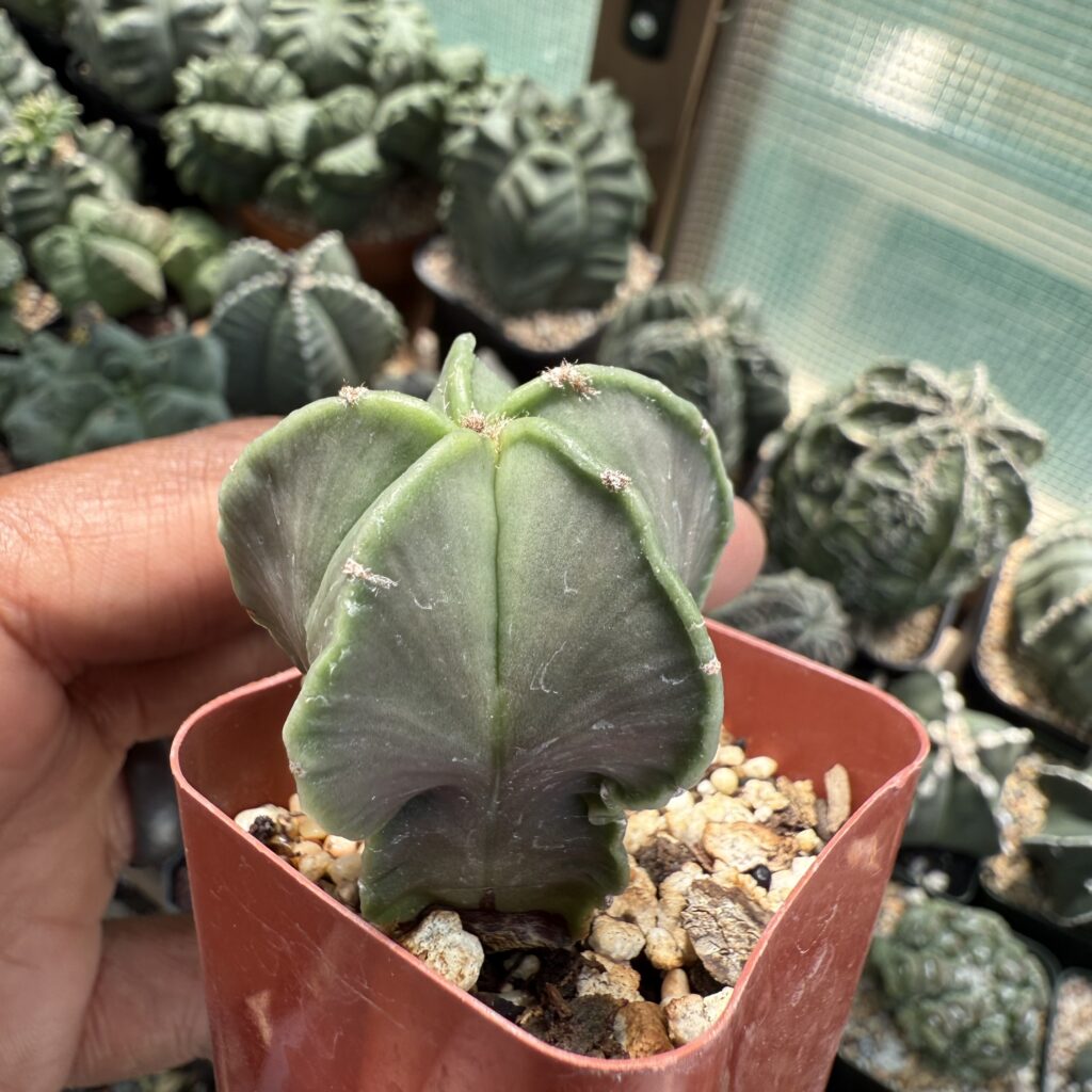 Astrophytum myriostigma nudum